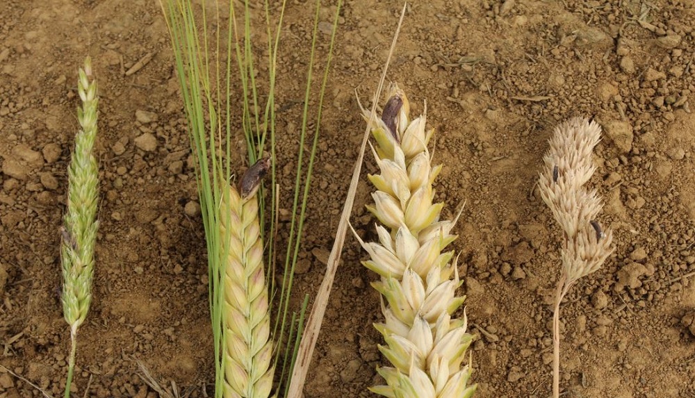 Ergot sclerotia on various cereals and grassweeds